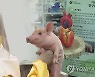 돼지심장 인체이식에 전문가 "고무적..이종이식 국내임상 추진"