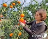 정읍시, 아열대 작물 '홍예향과 레드향' 본격 출하