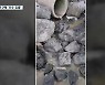 서귀포 바다에 오수 '콸콸'..긴급조치 나서