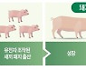 '돼지심장'이 사람 가슴서 뛴다.."장기부족 해결 첫발"