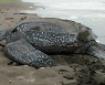국제적 멸종위기 '거북'..식별 안내서로 불법 국제거래 막는다