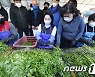 청도 한재미나리 손질하는 김혜경