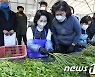 청도 한재미나리 손질하는 김혜경
