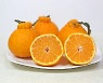 귤보다 비타민 C 많은 한라봉, 제대로 고르는 방법?
