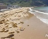 전남도 '바다의 불청객' 괭생이모자반 차단시설 설치