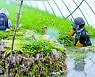 [한 컷] 한파 속 미나리 수확이 한창