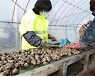 화성시가 바다에 뿌린 '새꼬막'이 어촌 살리는 효자 됐다