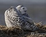 USA SNOWY OWLS