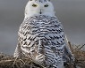 USA SNOWY OWLS