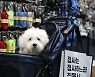 '펫페어가 신기한 강아지'