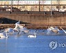 고니의 비상
