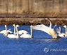 고니들의 망중한
