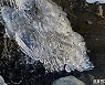 [포토친구] 경쾌한 봄의 행진곡