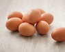 삶은 달걀과 귤의 조합.. 몸의 변화가?