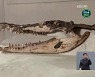 [지구촌 Talk] 교실 바닥에서 '120년 전' 악어 화석 발견..복원 거쳐 전시