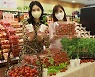 롯데마트, 10개 지점서 토마토 판촉 행사.."농가 상생"