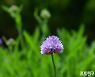 [포토친구] 국회의사당 분수대 주변 꽃