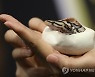 THAILAND EXOTIC ANIMALS