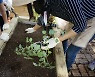 [Weekender] Planting for peace of mind