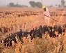 인도, 밀 수출 금지 발표..곡물 '빗장'에 식량 위기 고조