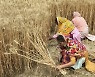 '세계 3위 생산국' 인도, 밀 수출 금지..밀가루값 더 오르나