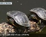 '붉은귀거북' 도심 하천 집단서식 확인..북한강 생태계 위협