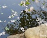 [포토친구] 연못에 내린 꽃눈