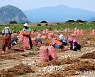 제주 마늘 수확 한창