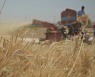 농식품부 "인도 밀수출 중단 주시..중장기 대책 강구"