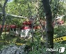나무 사이로 보이는 헬기 잔해