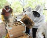 꿀벌 집단실종 시대, 도시양봉가를 꿈꾸는 사람들[현장에서]
