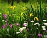 [포토친구] 한밭수목원 서원의 꽃