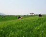 다시 활짝 열린 '고창청보리밭축제' 16만명 방문