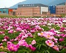 산청약초재배단지 함박 웃음 닮은 작약꽃 활짝 [포토뉴스]