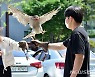 '참매의 날개짓'