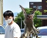 '매사냥 체험'