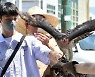 '참매의 날개짓'