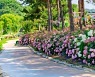 공주 유구색동수국정원 꽃축제 내달 17∼19일 열려