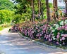 공주 유구색동수국정원 꽃축제 다음 달 17∼19일 열려