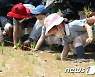 모내기 체험하는 어린이들