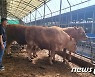 제주 농가 한곳서 1000kg급 슈퍼한우 한꺼번에 3마리 출하