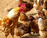 [뷰파인더 너머] (66) 세상에서 가장 행복한 닭