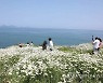 [픽! 부안] 변산 마실길 1코스에 샤스타데이지 '활짝'