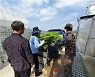 옹진군 농업기술센터, 백령면 공정육묘장에서 생산된 벼 모판 공급
