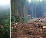 '삼나무 훼손' 논란 제주 비자림로 공사 재개..도로폭은 21m→ 16.5m로 축소