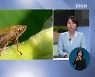 <뉴스브릿지> 짝짓기 후 잡아먹히지 않으려고 도주하는 수컷 거미