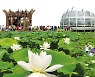 무안군, 7월 21~24일 '무안연꽃축제' 개최