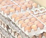 우유·계란 가격 최대 11% 오른다..매일유업 가격 인상