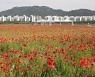 이번 주말, 화훼도시 김해로 꽃 보러 가볼까?