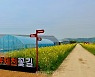 노란 물결 유채꽃 물결 즐기러 '제천 의림지뜰'로! 